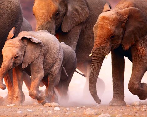 Etosha Nationalpark Elefantenherde