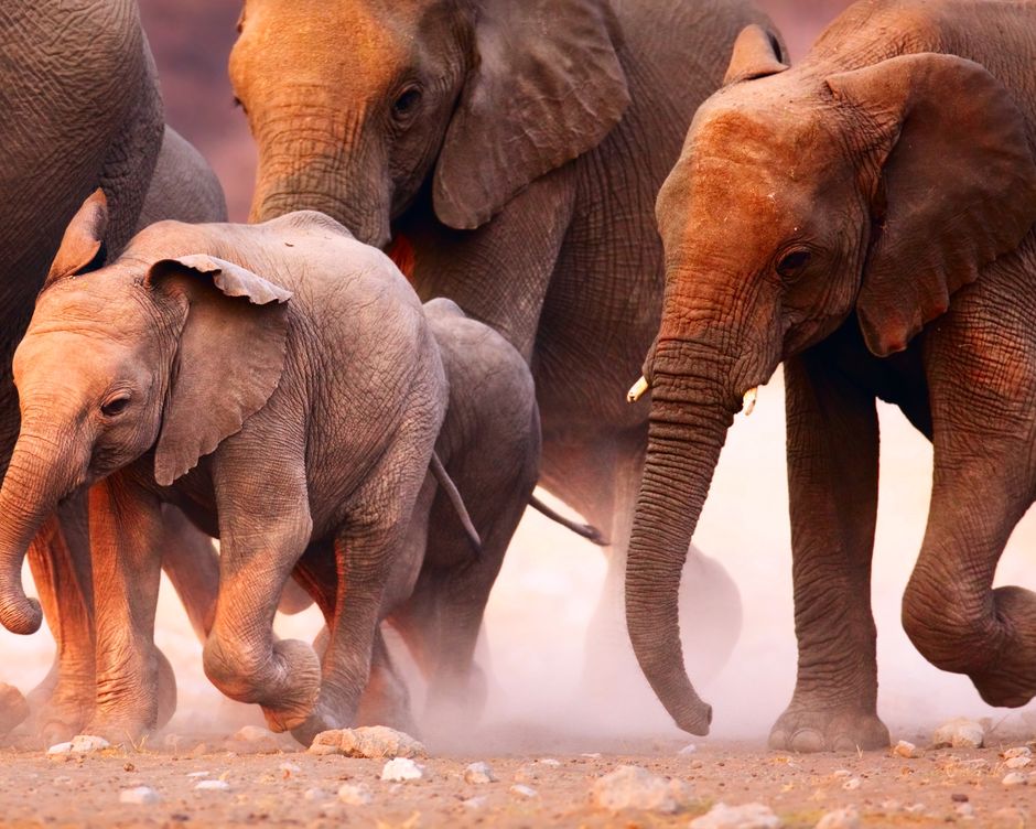 Etosha Nationalpark Elefantenherde
