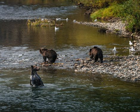 Tweedsmuir Park Lodge Bear