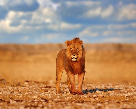 Etosha Nationalpark Loewe
