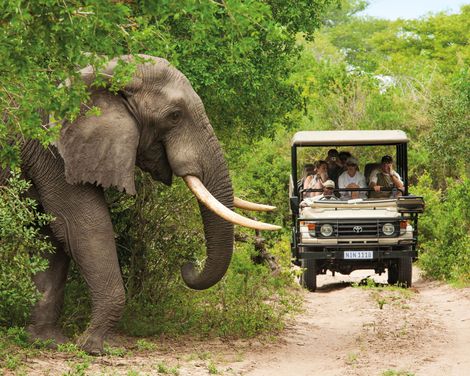Krueger National Park Safari Elefant