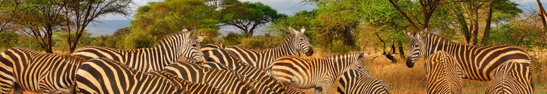 Tansania Safari