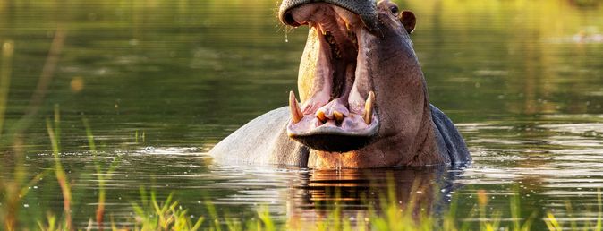 Best of Botswana