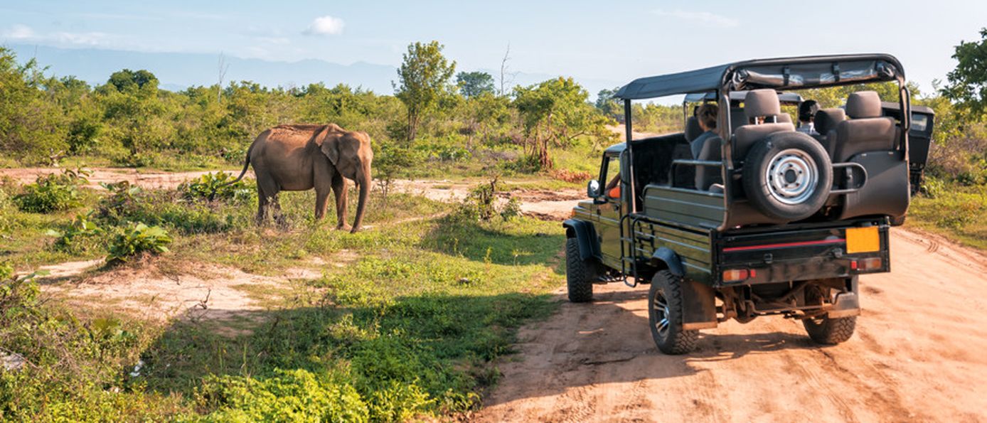 Safari