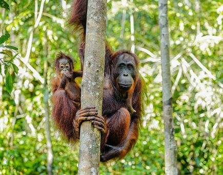 orangutans im baum auf borneo