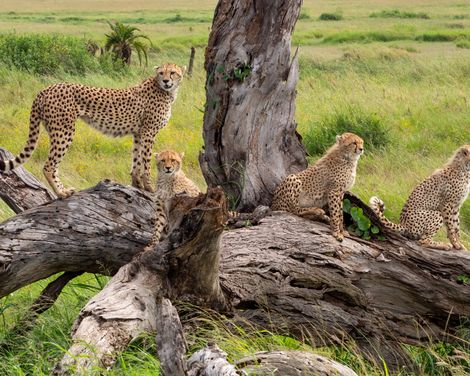 Okavango Delta Geparden Herde