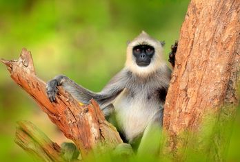 Tee, Gewürze & Naturerlebnisse in Sri Lanka