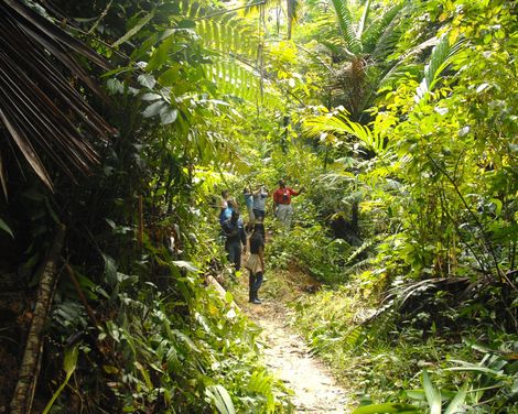 Tobago Main Ridge Forest Reserve