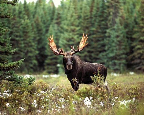  Algonquin Provincial Park