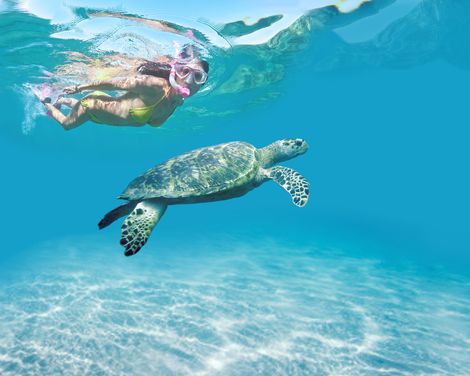 Tobago Schnorcheln Schildkroete
