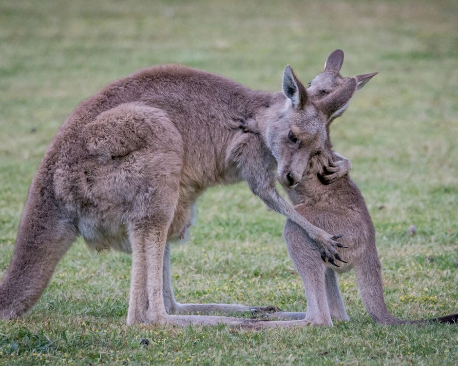 Kaengurus