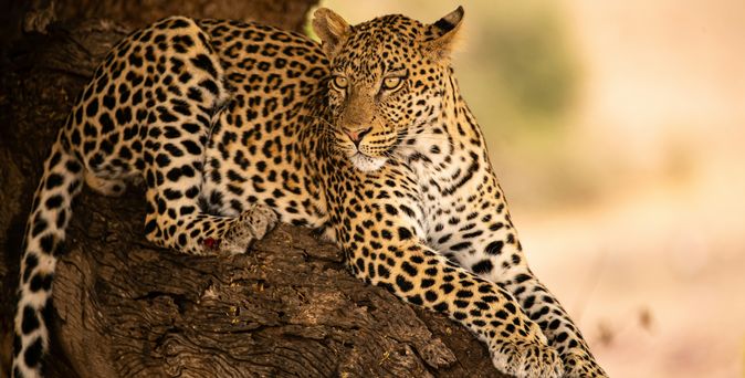 Leopard