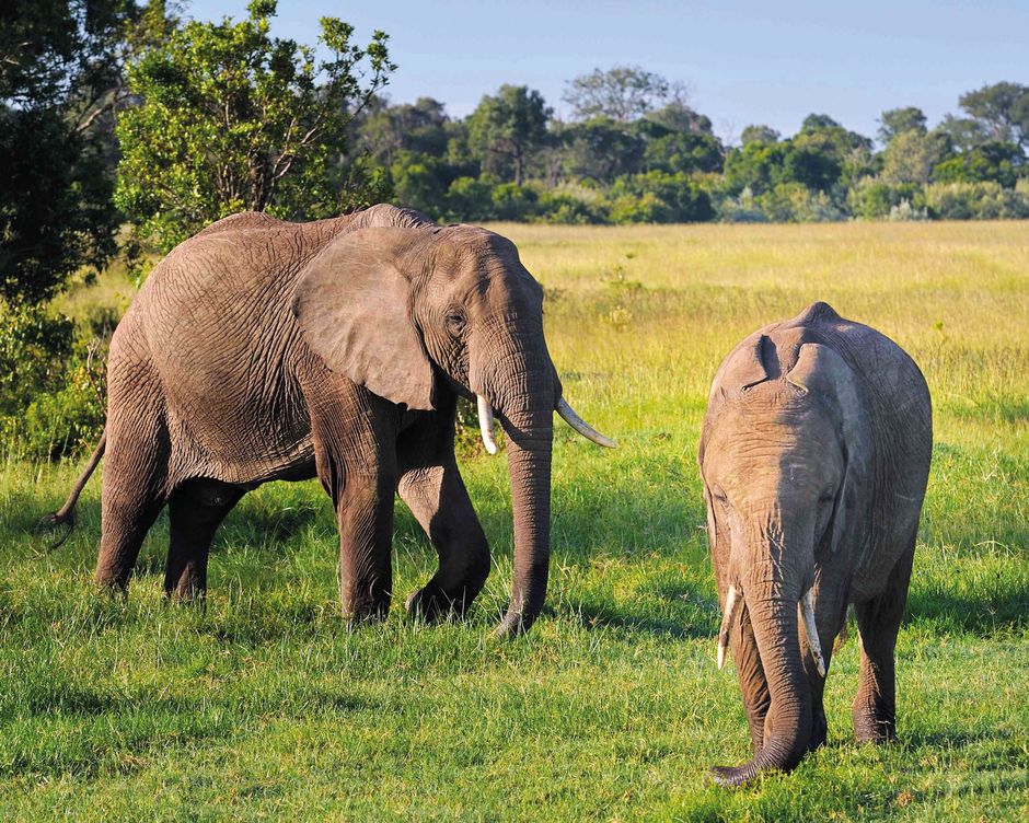 Maasai Mara Elefanten
