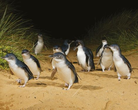 Phillip Island Nature Park Pinguinparade