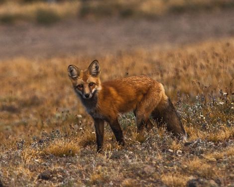 Yellowstone National Park Fuchs