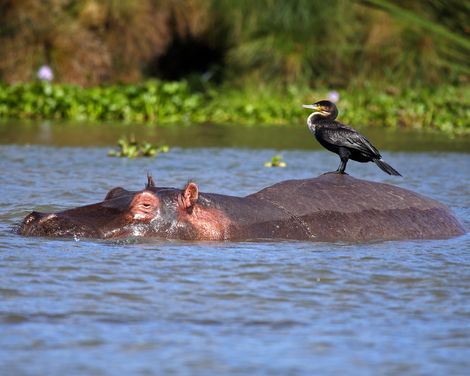 Great Rift Valley Lake Naivasha Nilpferd