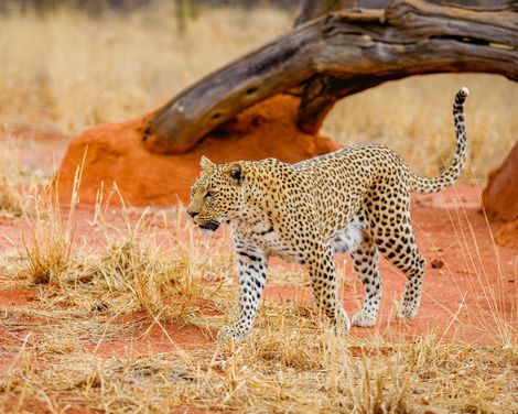 Etosha Nationalpark Leopard