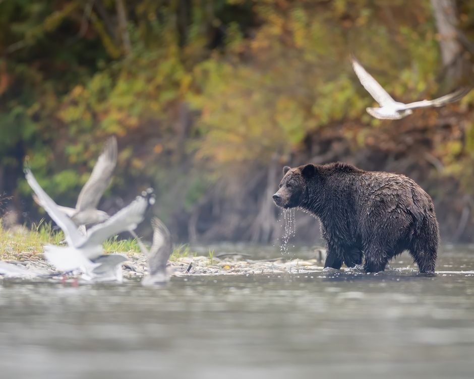 Tweedsmuir Park Lodge Bear