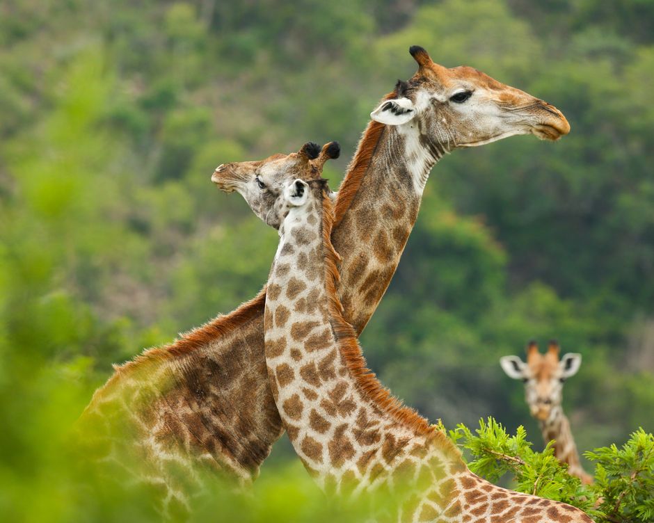 Krueger National Park Giraffen