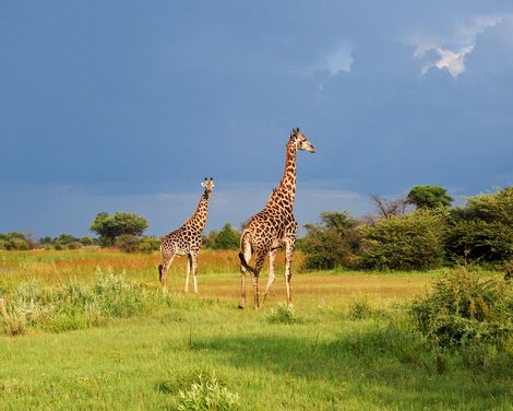 Moremi Game Reserve Giraffen
