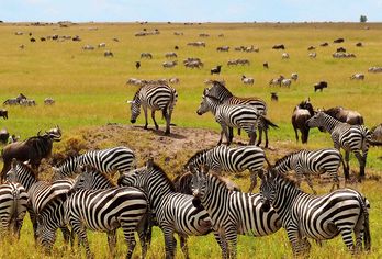 Magisches Kenia