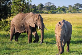 Kenia und Tansania Abenteuer
