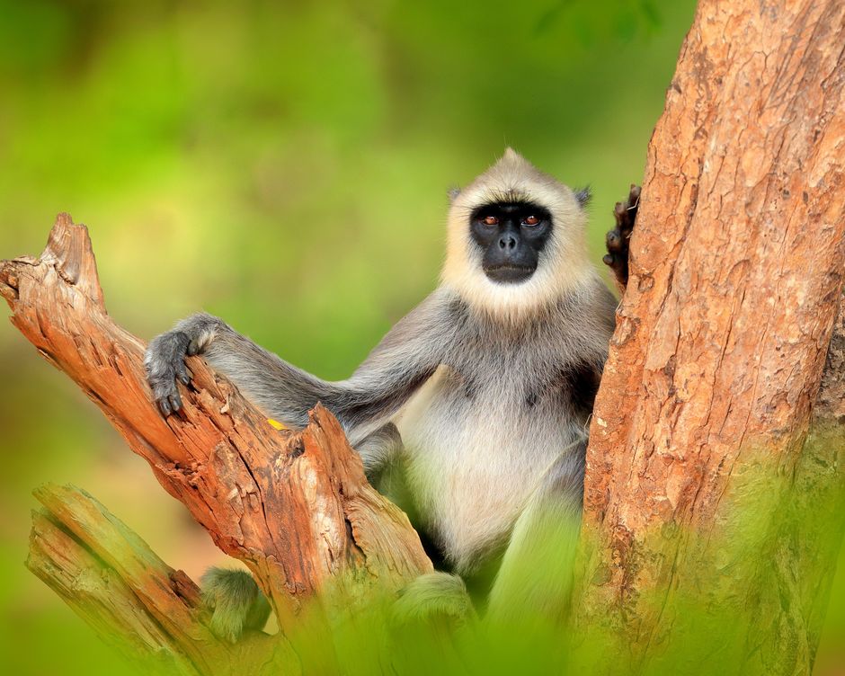 Sri Lanka Langurenaffe
