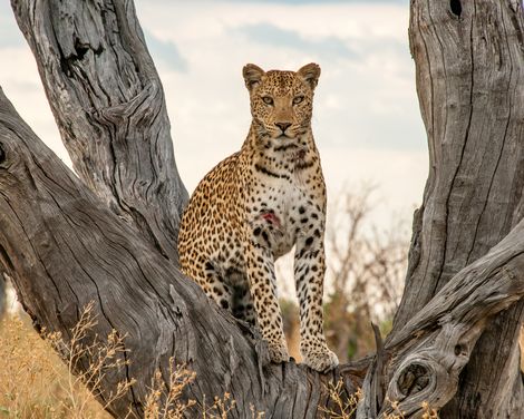 Best of Botswana-0