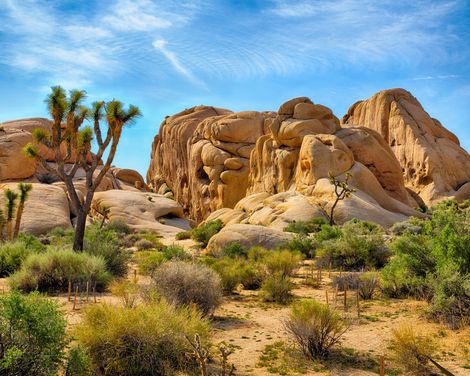 Joshua Tree Nationalpark