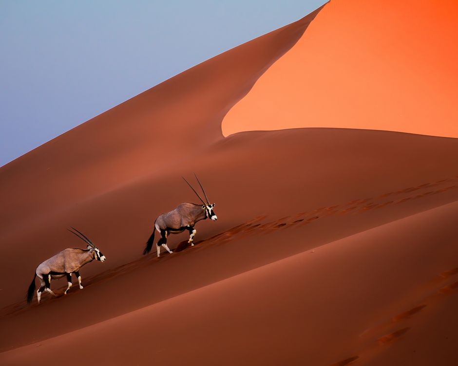Namib Wueste Oryx