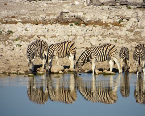  Etosha Nationalpark Zebra