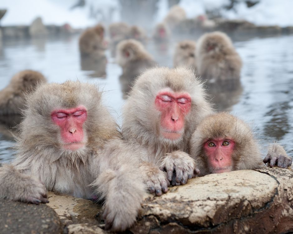 Nagano Jigokudani Yaen Koen Japanmakake