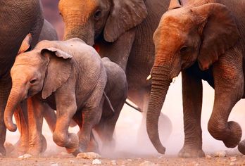 Safari, Küste und Wüstenzauber