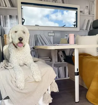 Innenansicht Star RV Camper mit Hund