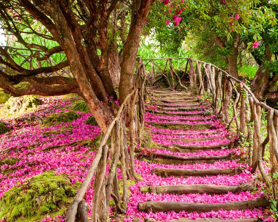 Madeira Treppe mit Blumen