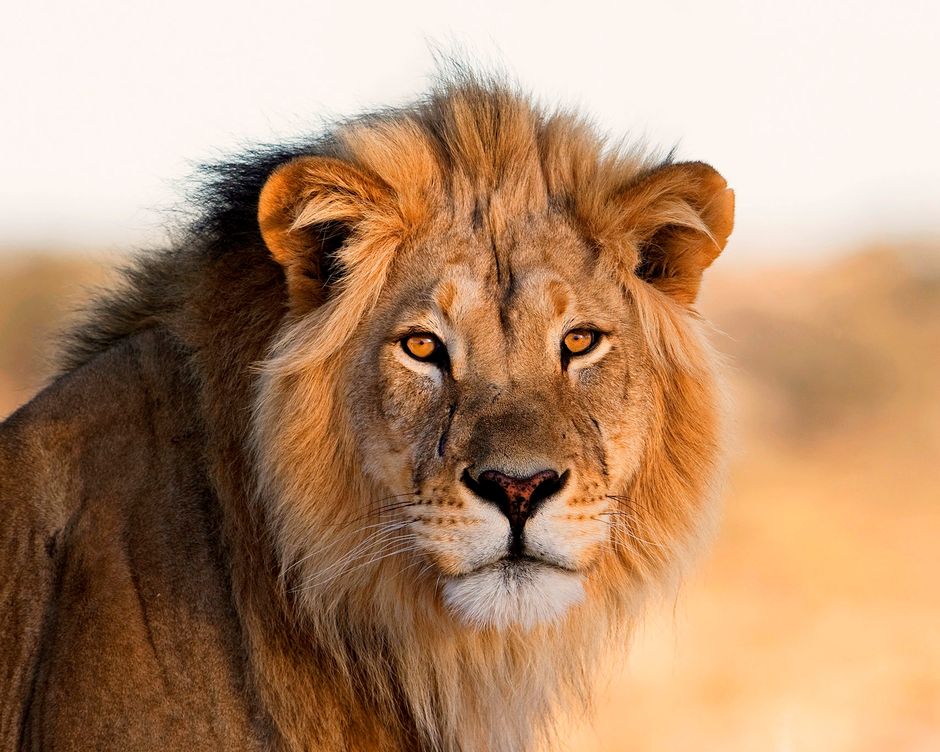 Suedafrika Loewen
