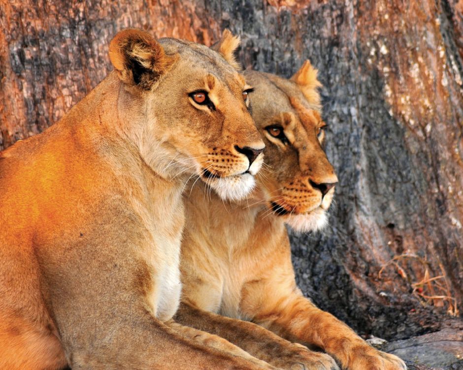 Namibia Loewen