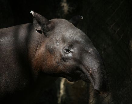 tapir