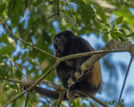 Panama Bruellaffe