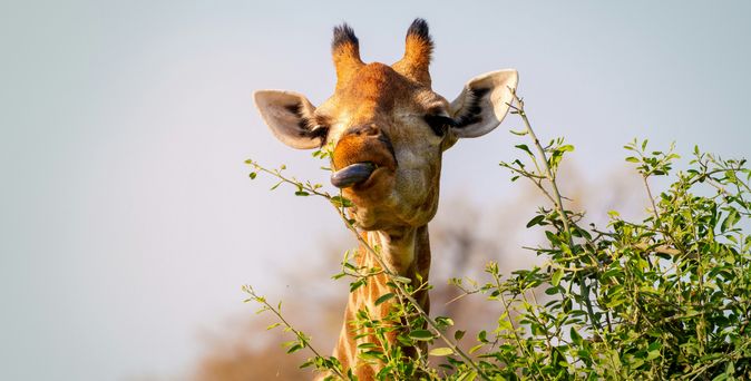 Giraffe