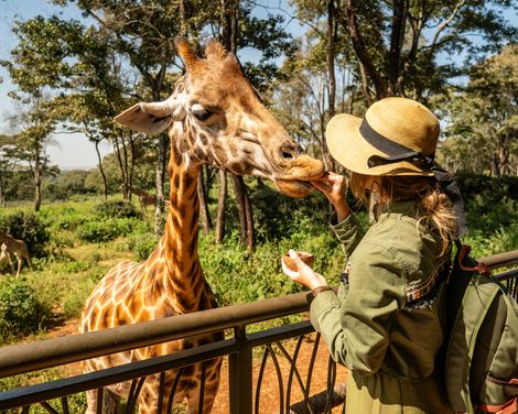 Nairobi Giraffen Centre