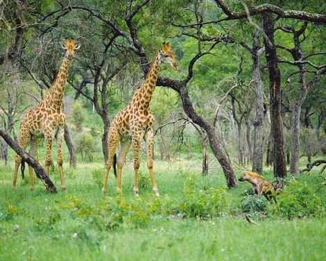 Krueger Mala Mala Giraffen mit Hyaene