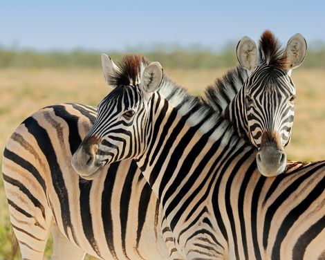Etosha Nationalpark Zebras