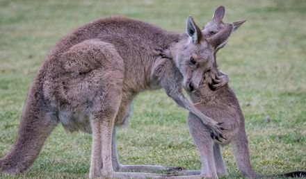 Great Ocean Road inkl. Flug mit Emirates