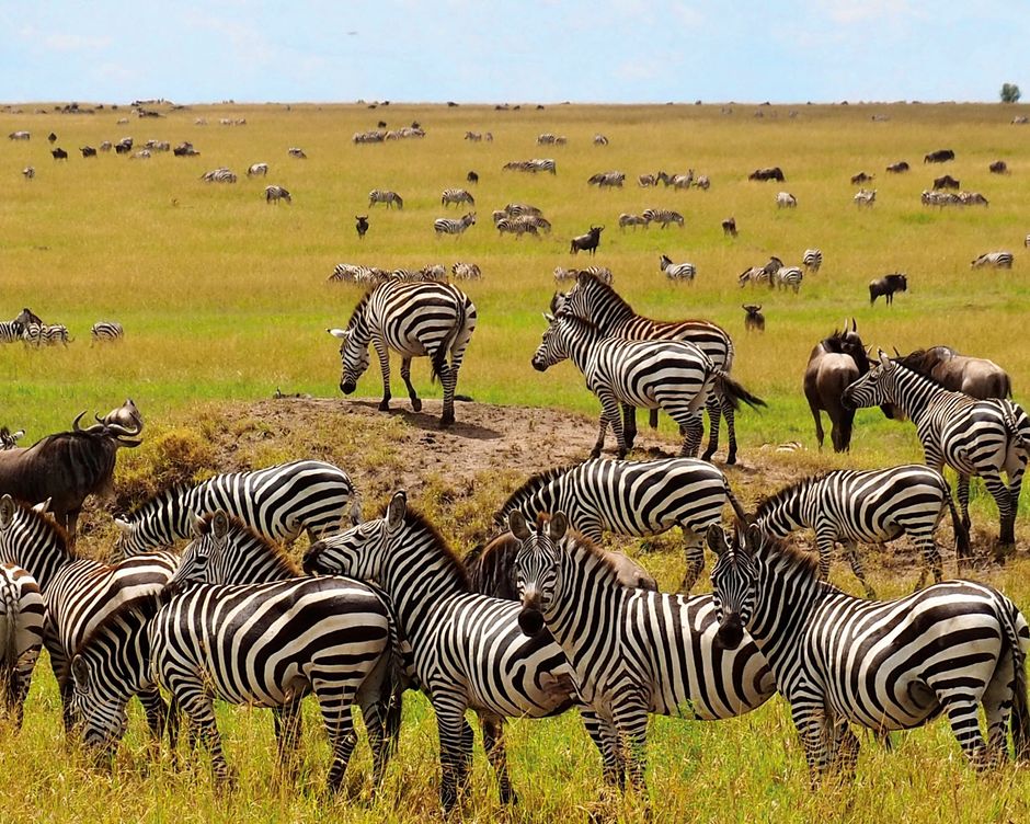 Maasai Mara Zebras
