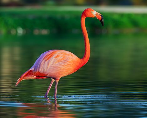Dom Rep Flamingo