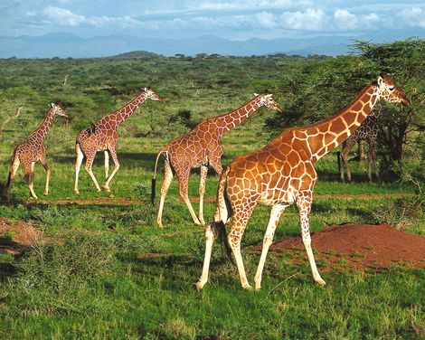 Samburu Netzgiraffen