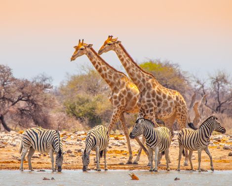 Etosha Nationalpark Zebras + Giraffen 