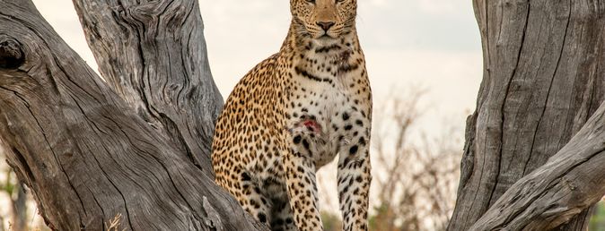 Best of Botswana
