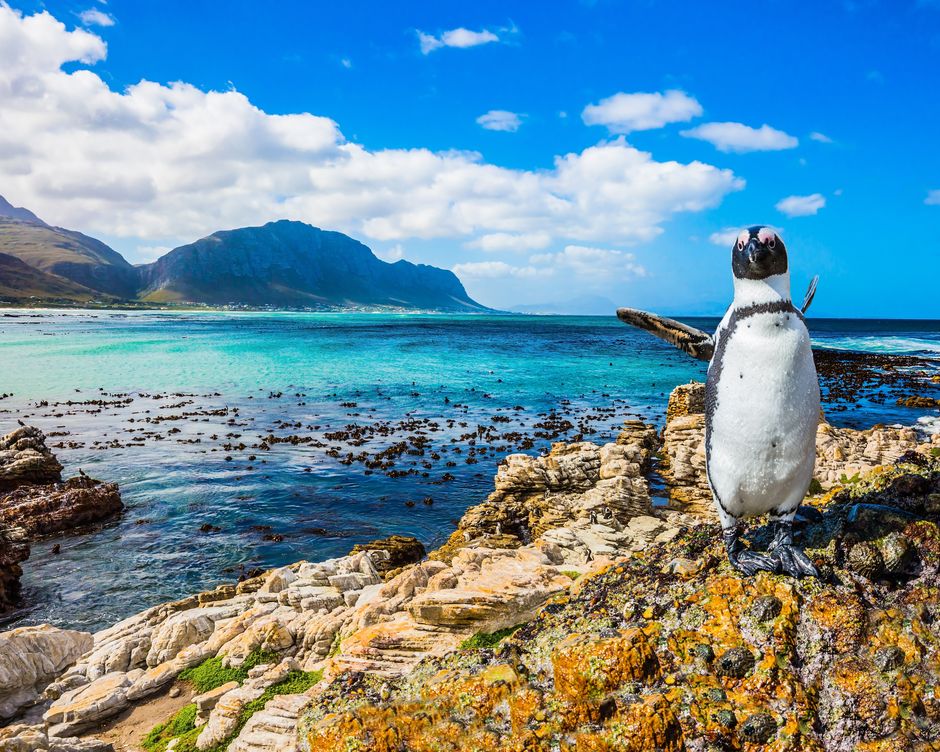 Kapstadt Boulders Beach